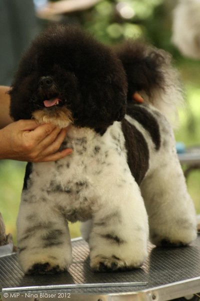 2012-07-01 B & B - Bedlington & Bichon Fun Day (64)_1000x1500.jpg